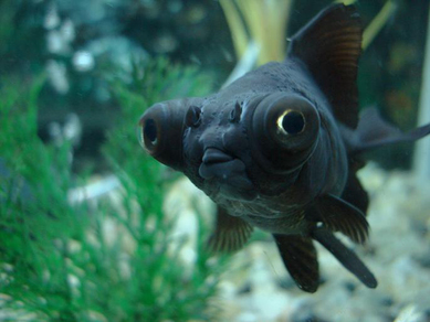 Телескоп "Черная бабочка" (Carassius auratus var.)