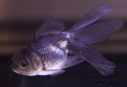 Оранда голубая (Carassius auratus var.)