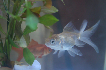 Оранда голубая (Carassius auratus var.)