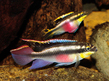 Пельвикахромис крибенсис (Pelvicachromis pulcher)