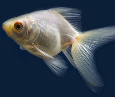 Риукин белый (Carassius auratus var.)