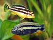 Меланохромис золотой (Melanochromis auratus)