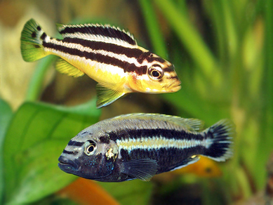 Меланохромис золотой (Melanochromis auratus)