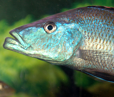 Димидиохромис длиннорылый (Dimidiochromis compressiceps)