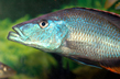 Димидиохромис длиннорылый (Dimidiochromis compressiceps)