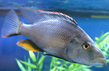 Димидиохромис длиннорылый (Dimidiochromis compressiceps)