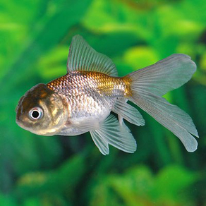 Оранда голубая (Carassius auratus var.)