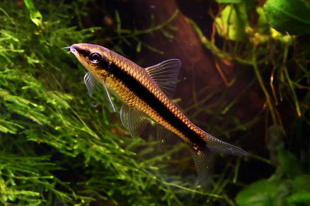 Сиамский водорослеед (Crossocheilus siamensis)