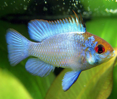 Апистограмма Рамирези "Электрик блю" (Mikrogeophagus ramirezi var.Electric Blue)