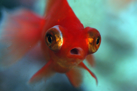 Телескоп "Красная бабочка" (Carassius auratus var.)