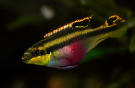 Пельвикахромис крибенсис (Pelvicachromis pulcher)