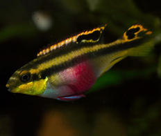 Пельвикахромис крибенсис (Pelvicachromis pulcher)