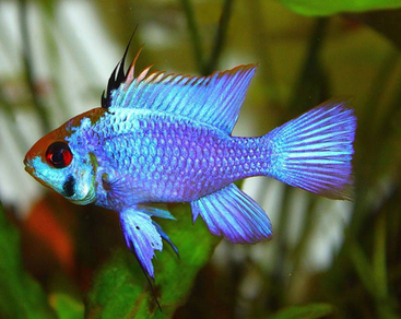 Апистограмма Рамирези "Электрик блю" (Mikrogeophagus ramirezi var.Electric Blue)