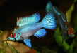 Апистограмма Рамирези "Электрик блю" (Mikrogeophagus ramirezi var.Electric Blue)