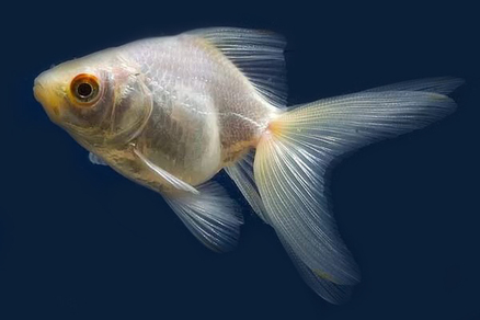 Риукин белый (Carassius auratus var.)