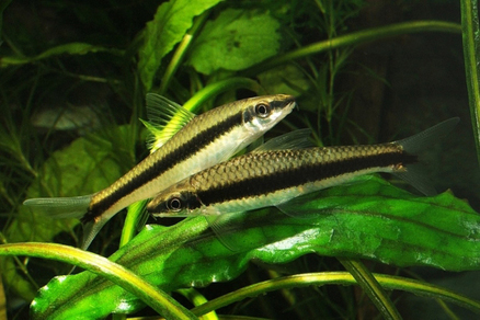 Сиамский водорослеед (Crossocheilus siamensis)