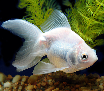 Риукин белый (Carassius auratus var.)