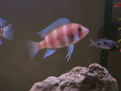 Фронтоза красная (Cyphotilapia frontosa var.Red)