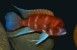 Фронтоза красная (Cyphotilapia frontosa var.Red)