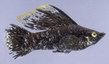 Моллинезия высокоплавничная (Poecilia latipinna)