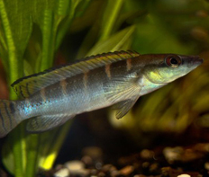 Креницихла (Crenicichla sp.)