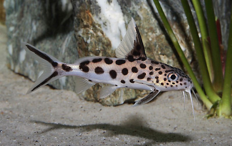 Синодонтис гибридный (Synodontis sp.)