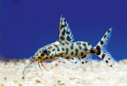 Синодонтис гибридный (Synodontis sp.)