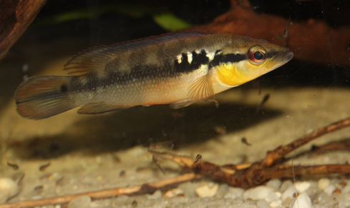 Креницихла (Crenicichla sp.)