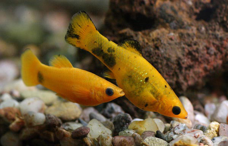 Моллинезия оранжевая (Poecilia sphenops var.Orange)