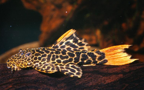 Псевдакантикус L 114 (Pseudacanthicus leopardus)