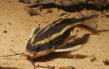 Платидорас полосатый (Platydoras costatus)