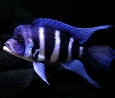 Фронтоза (Cyphotilapia frontosa)