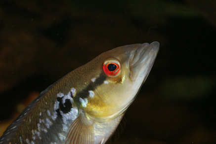 Креницихла (Crenicichla sp.)