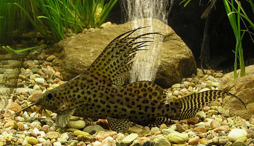 Синодонтис вуалевый (Synodontis eupterus)