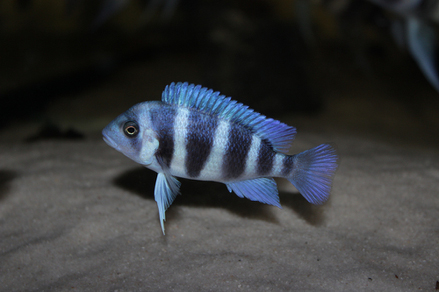 Фронтоза (Cyphotilapia frontosa)