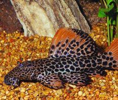 Псевдакантикус L 114 (Pseudacanthicus leopardus)