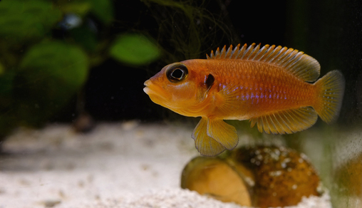 Лампрологус глазчатый золотистый (Lamprologus ocellatus gold)