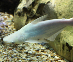 Пангасиус обыкновенный альбинос (Pangasius hypophthalmus var.Albino)