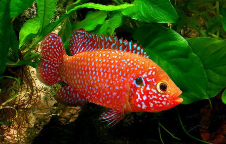 Хромис красавец (Hemichromis bimaculatus)