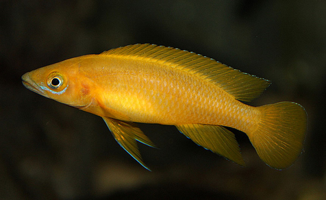 Лампрологус апельсиновый (Neolamprologus leleupi)