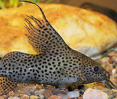 Синодонтис вуалевый (Synodontis eupterus)