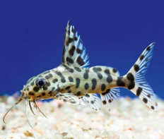 Синодонтис гибридный (Synodontis sp.)