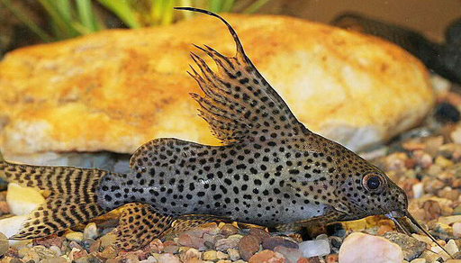 Синодонтис вуалевый (Synodontis eupterus)