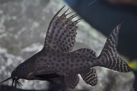 Синодонтис вуалевый (Synodontis eupterus)