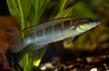 Креницихла (Crenicichla sp.)