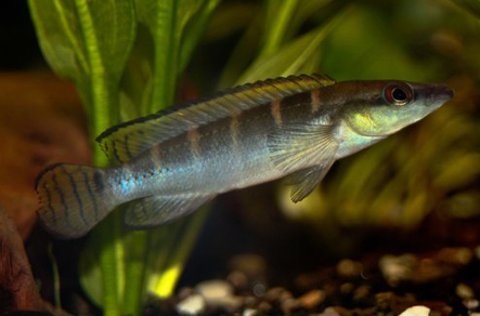 Креницихла (Crenicichla sp.)