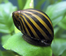 Улитка Неретина зебра (Neritina natalensis sp.Zebra)