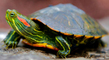 Красноухая черепаха (Trachemys scripta)