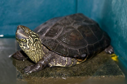 Китайская трехкилевая черепаха (Chinemys reevesii)