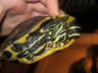 Желтоухая черепаха (Trachemys scripta)